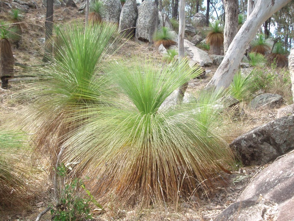 Grass tree close up