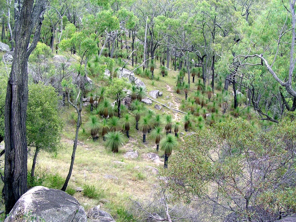 Grass Trees!