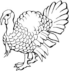 turkey trotter